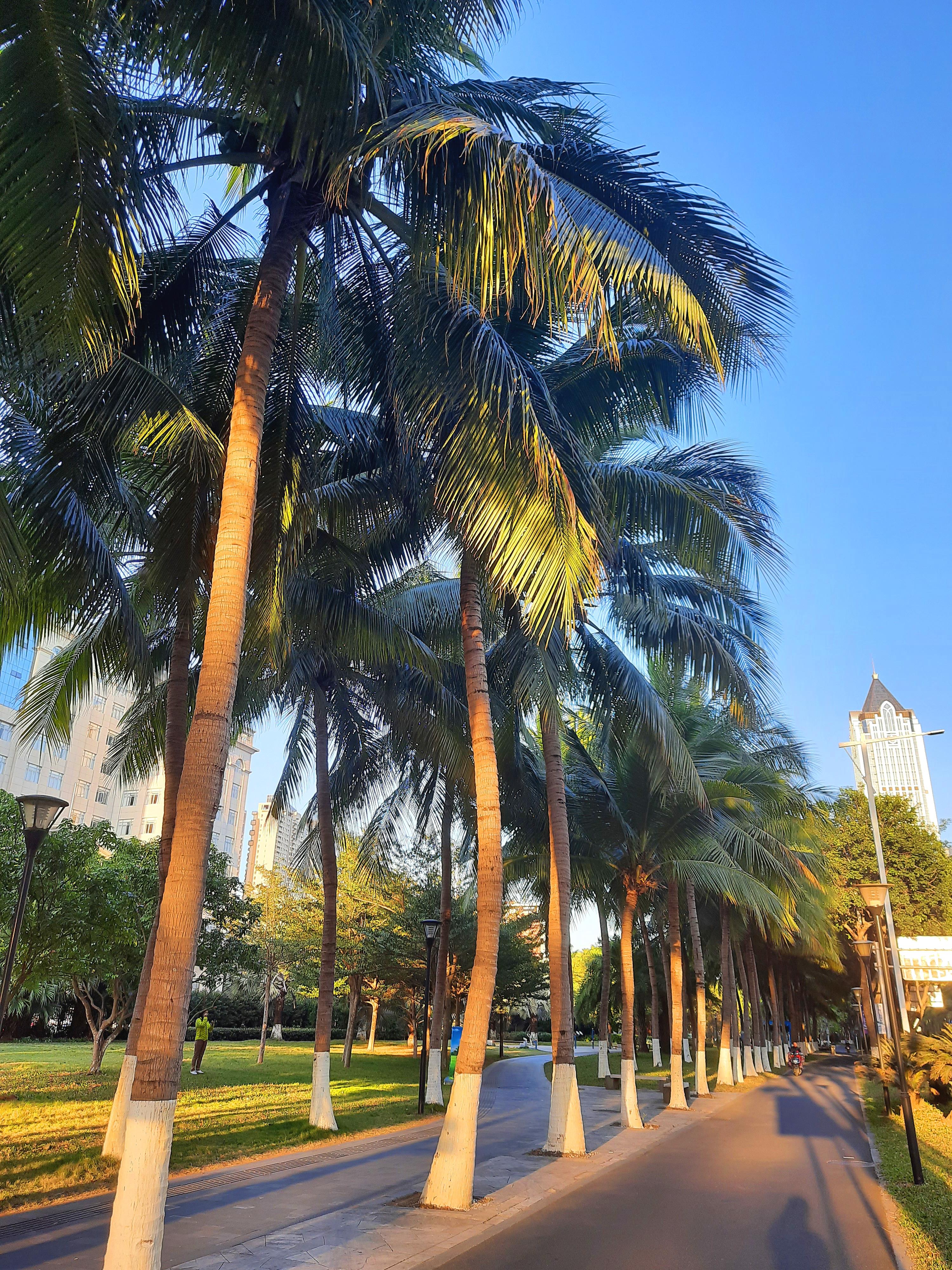 海南热带风情，无限商机等你来探索